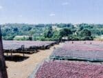Mothership_300g_etiopie, uganda