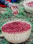 Mothership_300g_etiopie, uganda