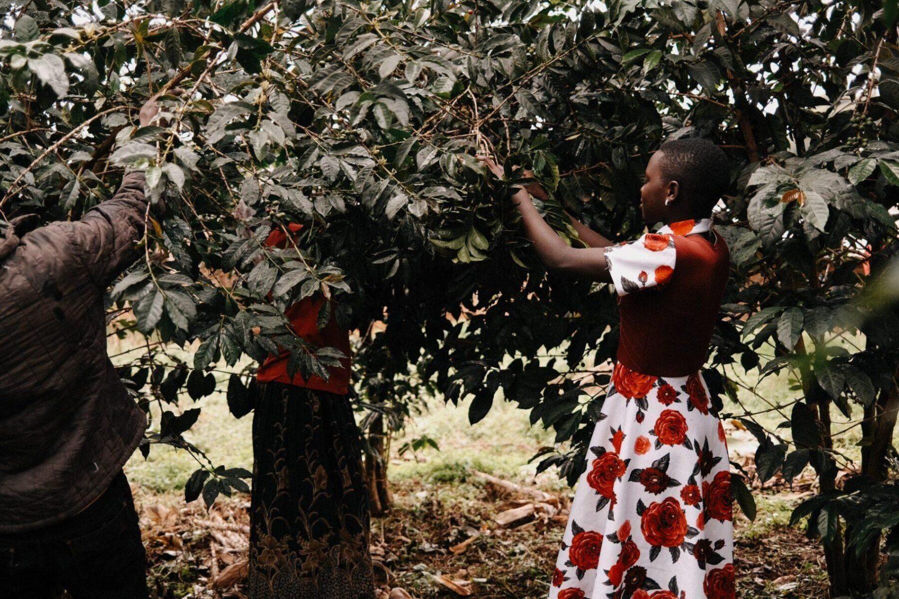 Sběrači kávových zrn v Ugandě na farmě