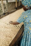 namgowa_300_filtr