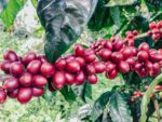 bethania java_filtr_300g