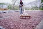 bethania java_filtr_300g