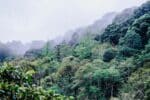los nubarrones_filtr_300g