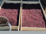 bethania java_filtr_300g