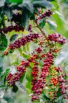 bethania java_filtr_300g