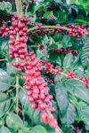 bethania java_filtr_300g