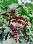El Buho_300g_espresso