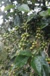 Dulce Misterio_300g